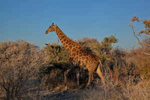 giraffe4