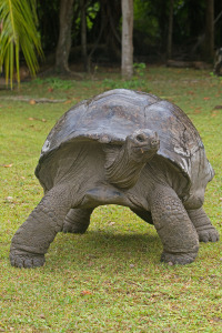 Riesenschildkröte2