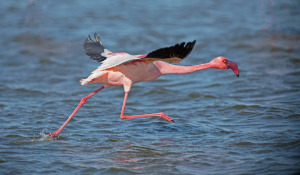Rosa Flamingo_Walvis Bay