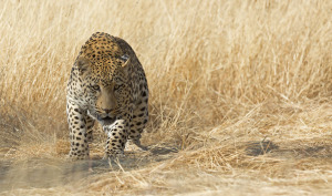 Leopard6