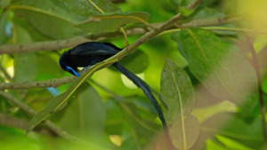 Seychellen-Paradiesfliegenschnäpper2