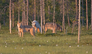 Wolf Finnland1