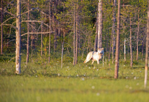 Wolf Finnland2