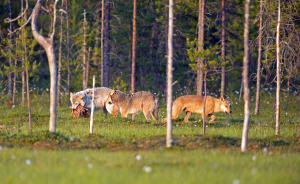 Wolf Finnland3