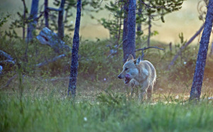 Wolf Finnland5