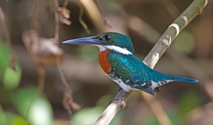 green-kingfisher2