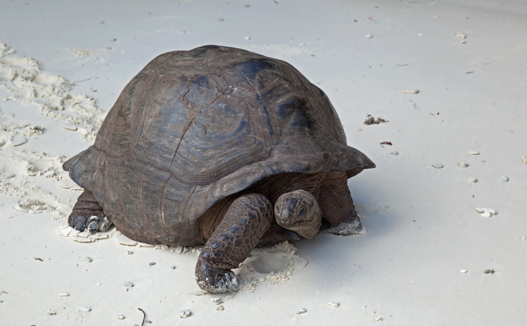 Schildkröten - Naturfotografie